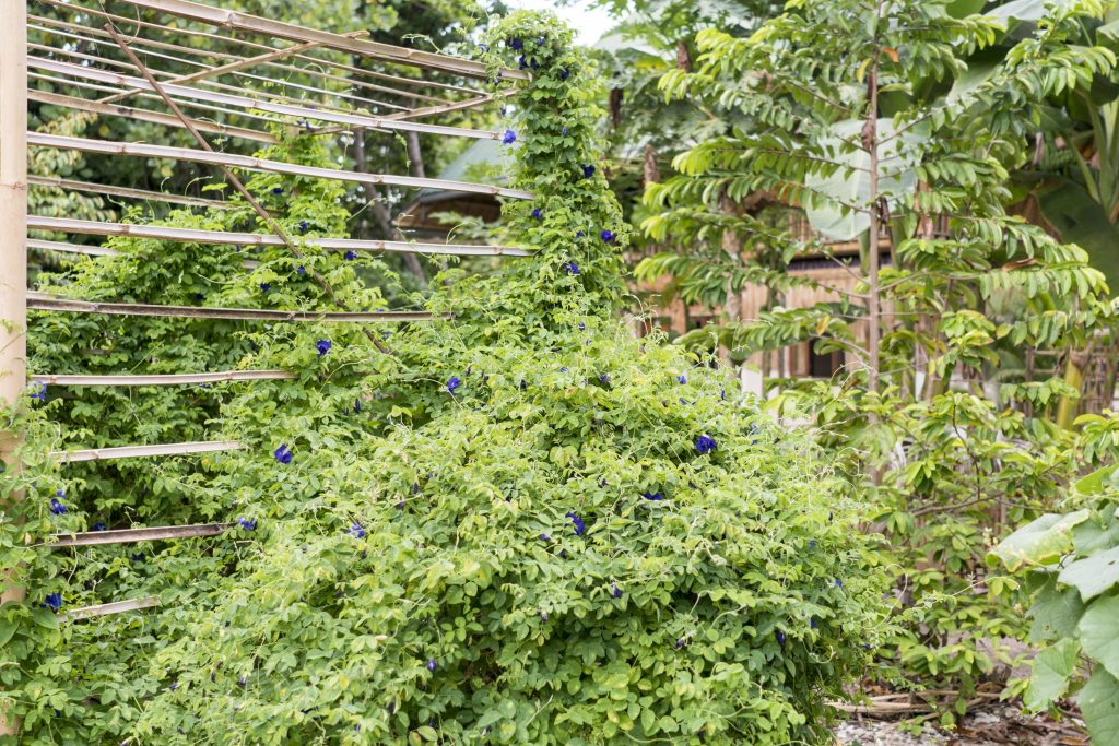 Shrubs on farm 